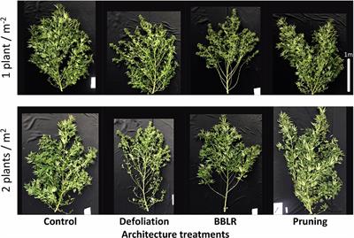 Too Dense or Not Too Dense: Higher Planting Density Reduces Cannabinoid Uniformity but Increases Yield/Area in Drug-Type Medical Cannabis